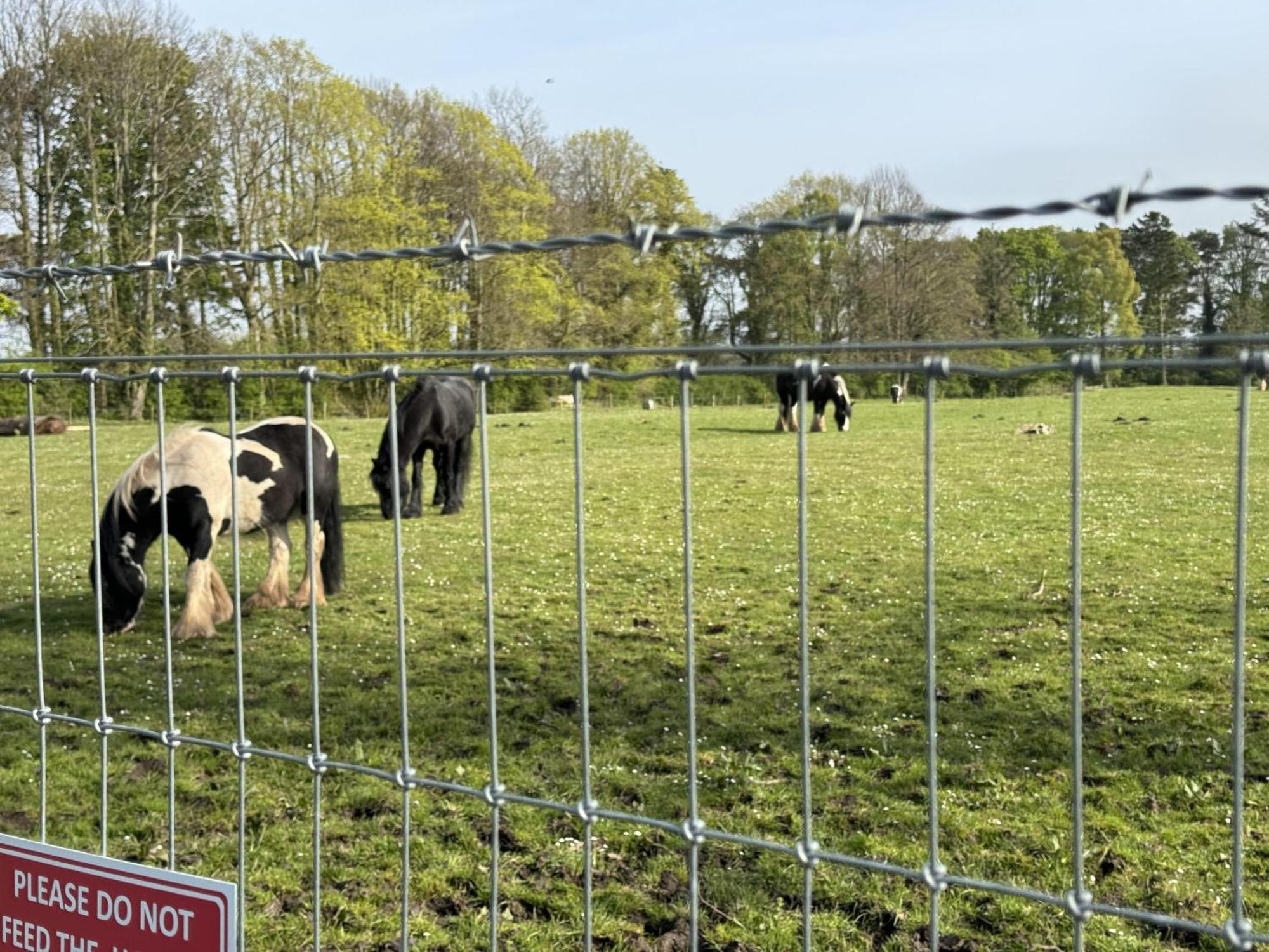 Pony Gate Caravan On Haggerstone Castle West Lawn Berwick Upon Tweed Eksteriør bilde